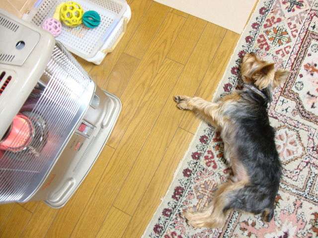 超リラックスしている【動物画像】トピ♪