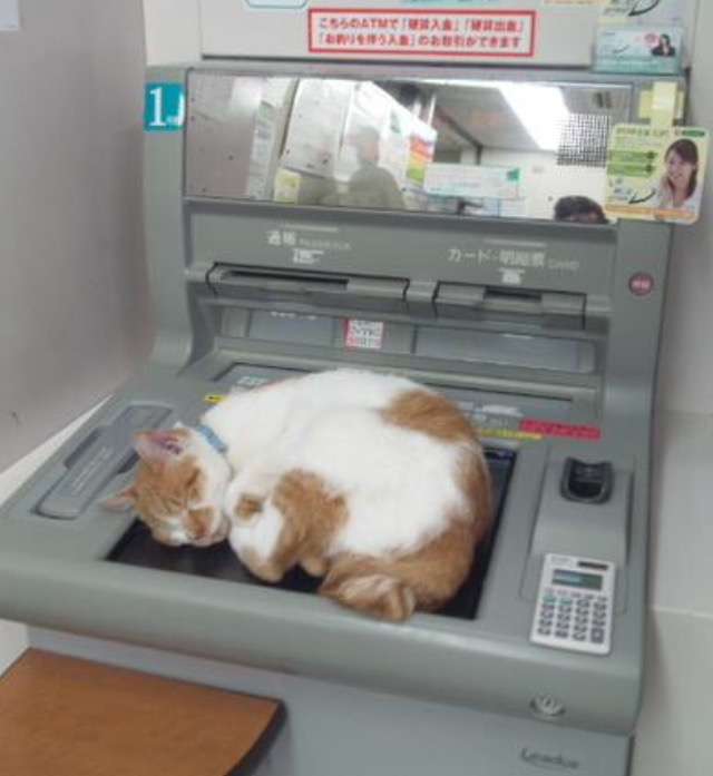 超リラックスしている【動物画像】トピ♪