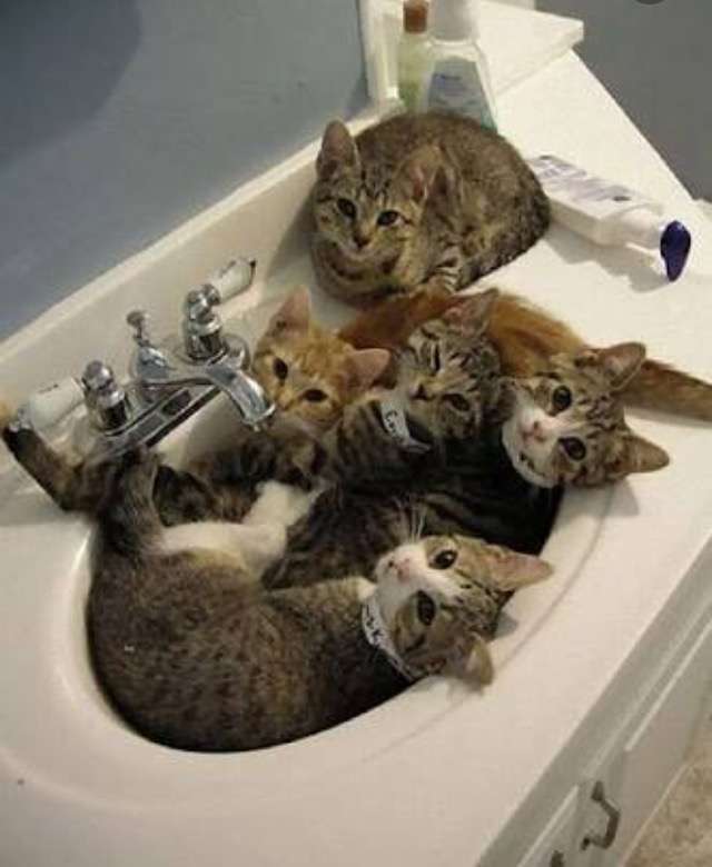 超リラックスしている【動物画像】トピ♪