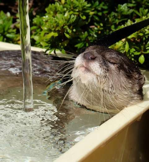 超リラックスしている【動物画像】トピ♪