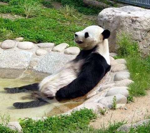 超リラックスしている【動物画像】トピ♪