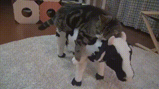 超リラックスしている【動物画像】トピ♪