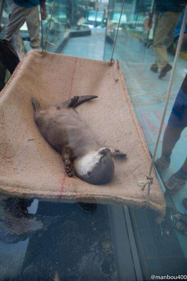 超リラックスしている【動物画像】トピ♪