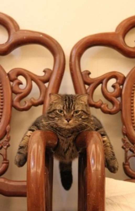 超リラックスしている【動物画像】トピ♪