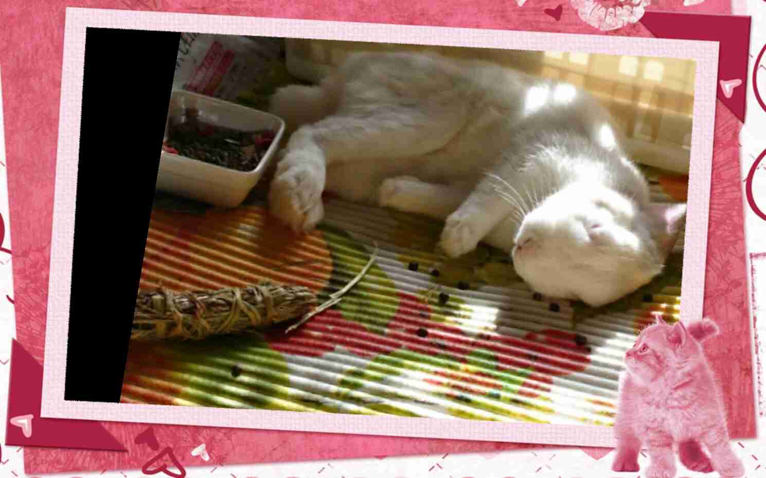 超リラックスしている【動物画像】トピ♪