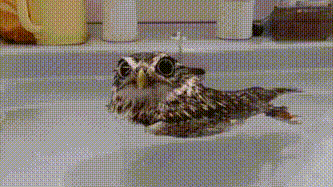 超リラックスしている【動物画像】トピ♪