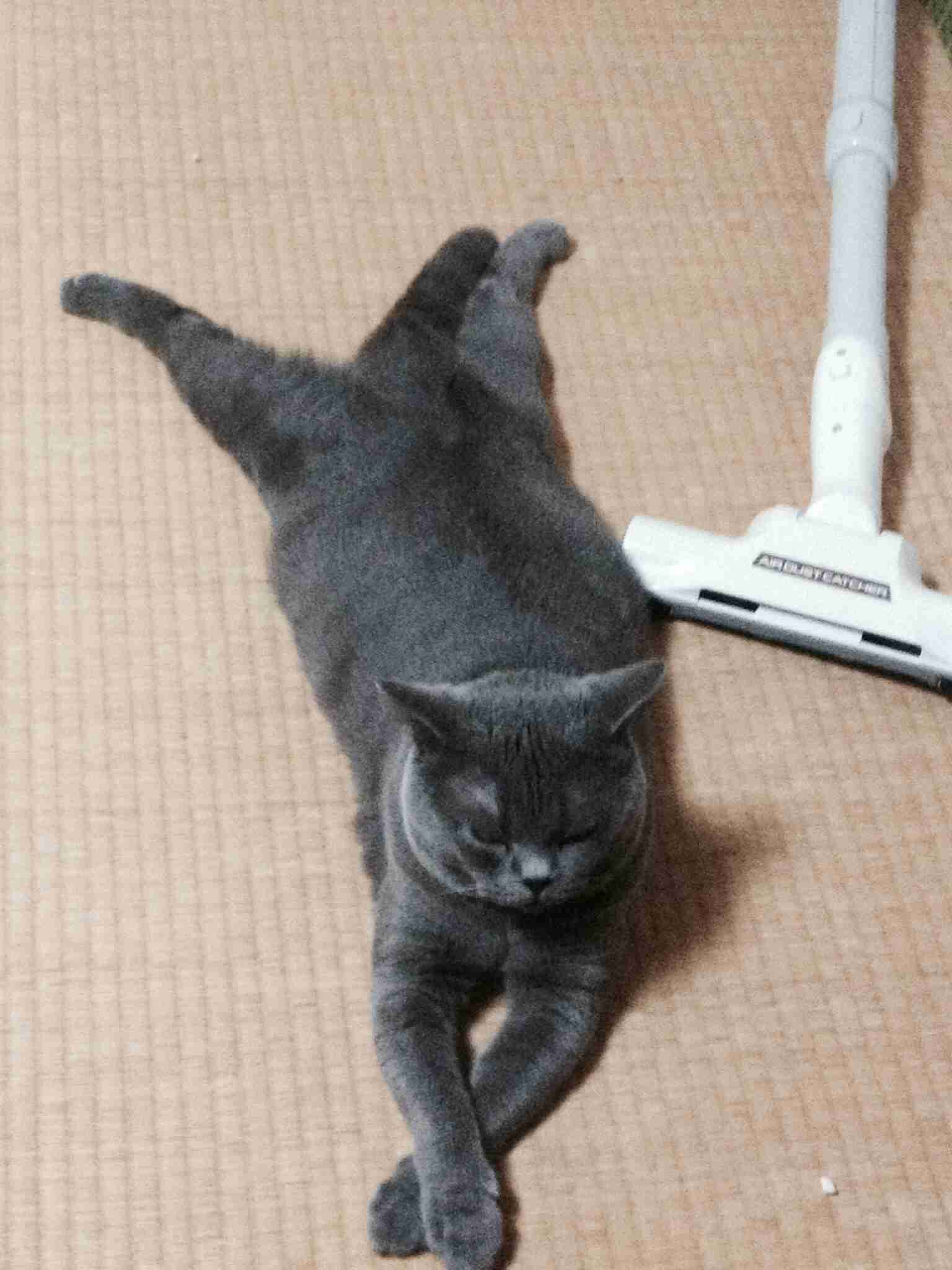 超リラックスしている【動物画像】トピ♪