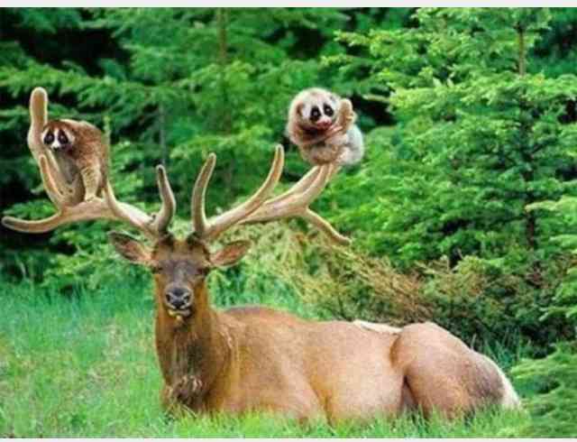 超リラックスしている【動物画像】トピ♪
