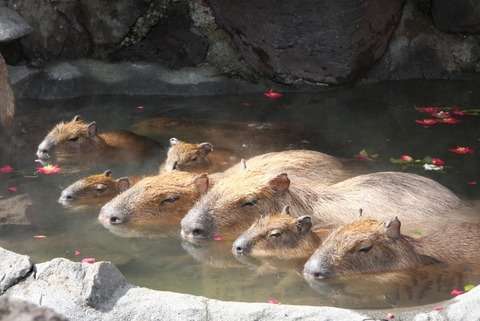 超リラックスしている【動物画像】トピ♪