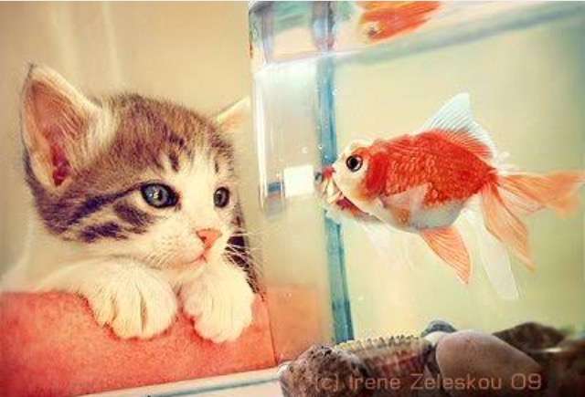 超リラックスしている【動物画像】トピ♪