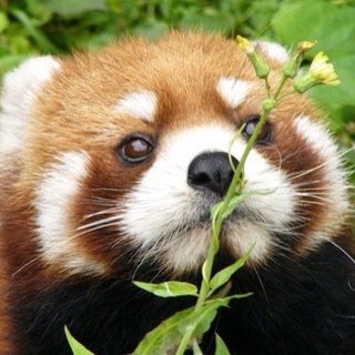 自分を動物で表すと？