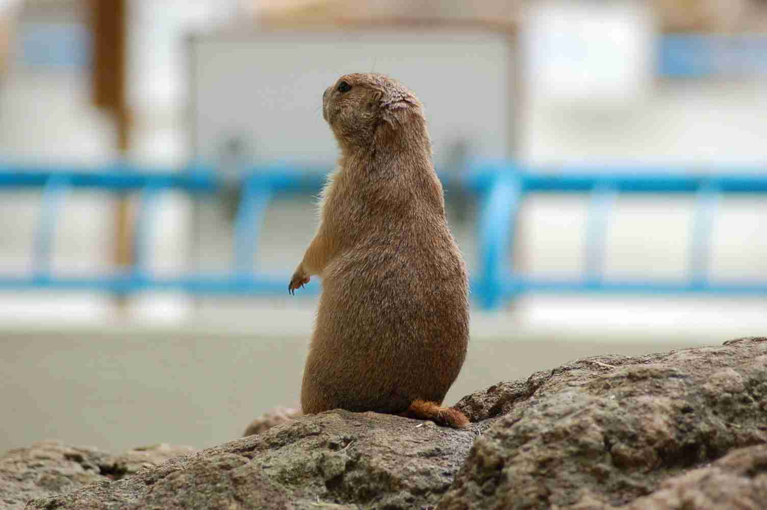自分を動物で表すと？