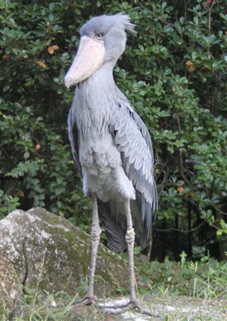 自分を動物で表すと？