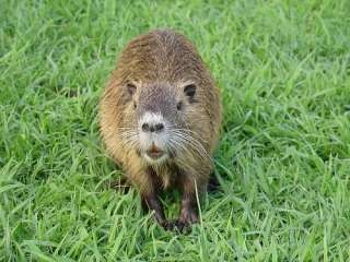 自分を動物で表すと？