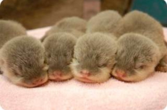 愛嬌たっぷり「カワウソ女子」が人気急上昇中！