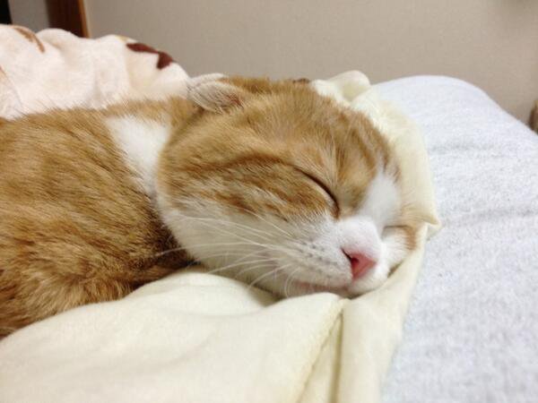 ガルちゃん猫カフェ☆2号店