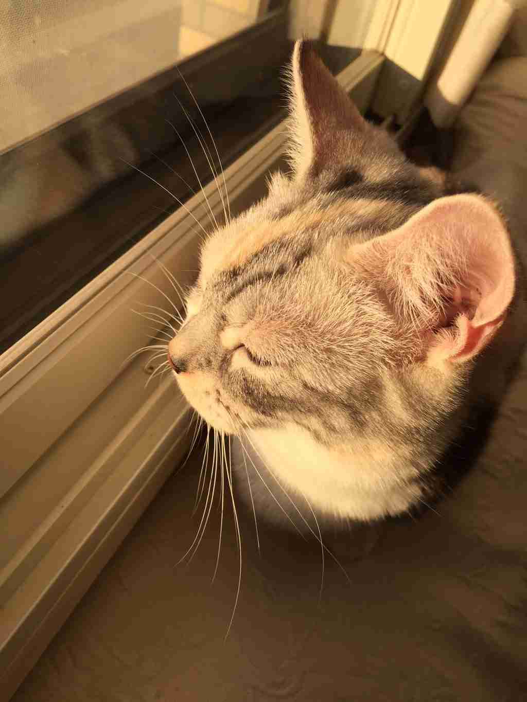 ガルちゃん猫カフェ☆2号店