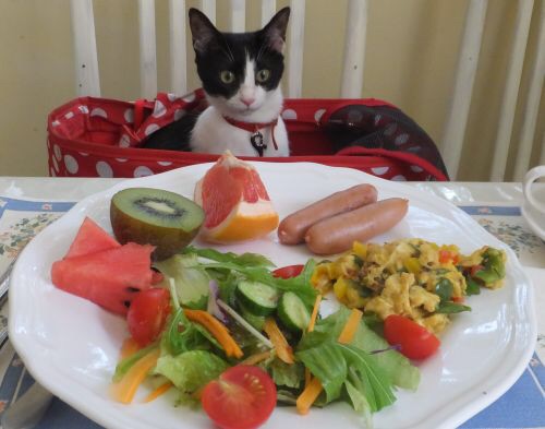 ガルちゃん猫カフェ☆2号店
