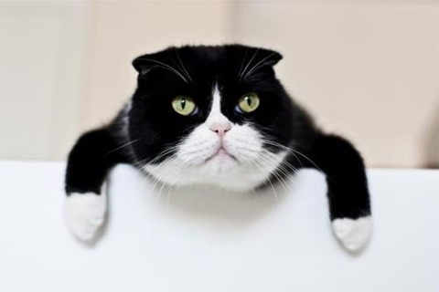 ガルちゃん猫カフェ☆2号店