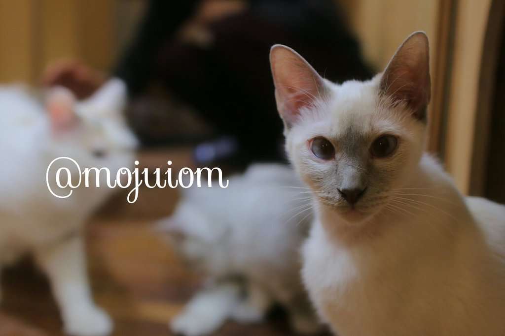 ガルちゃん猫カフェ☆2号店