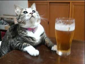 ガルちゃん猫カフェ☆2号店