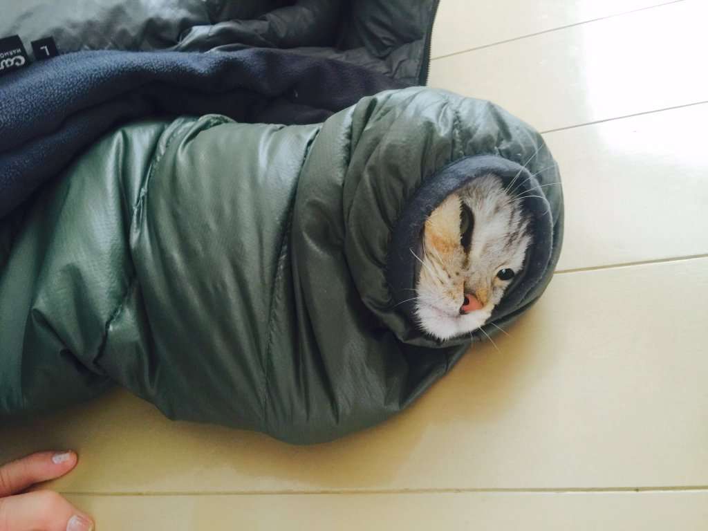 ガルちゃん猫カフェ☆2号店