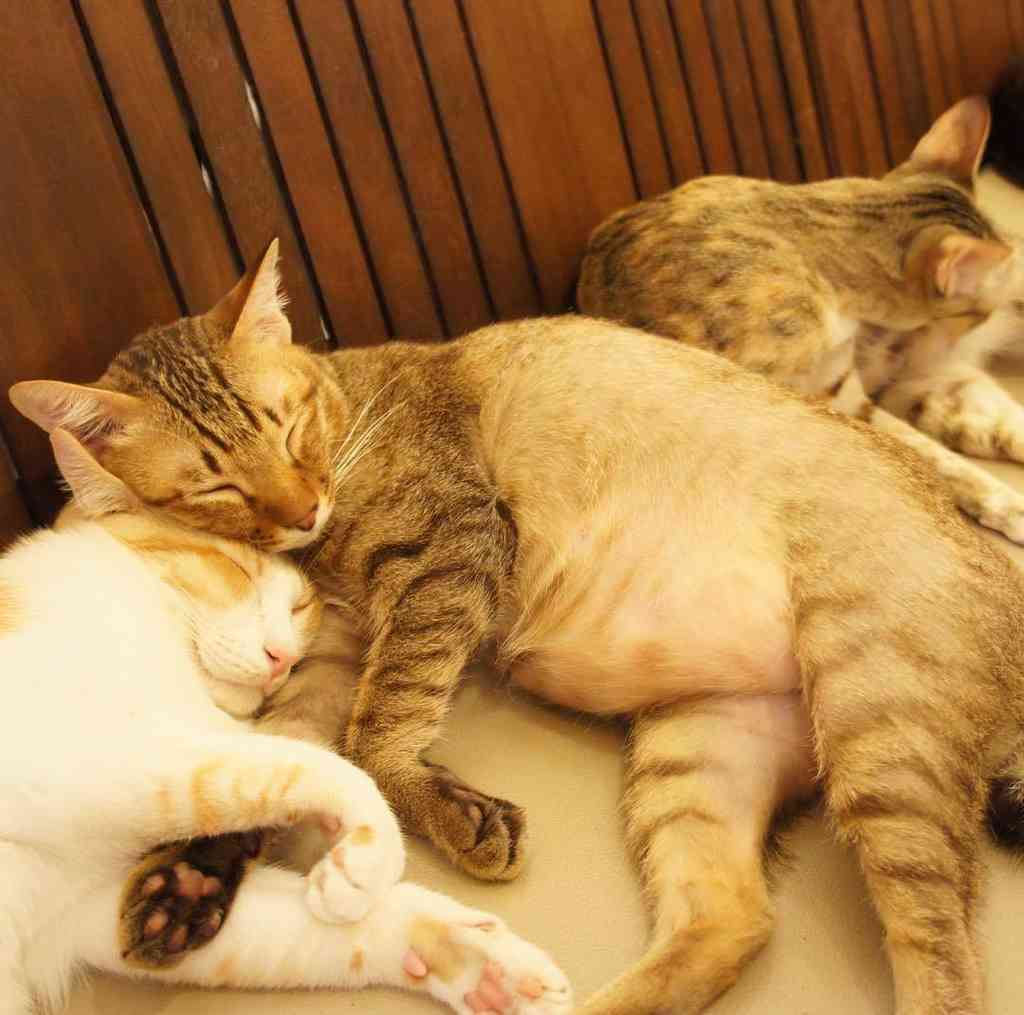 ガルちゃん猫カフェ☆2号店