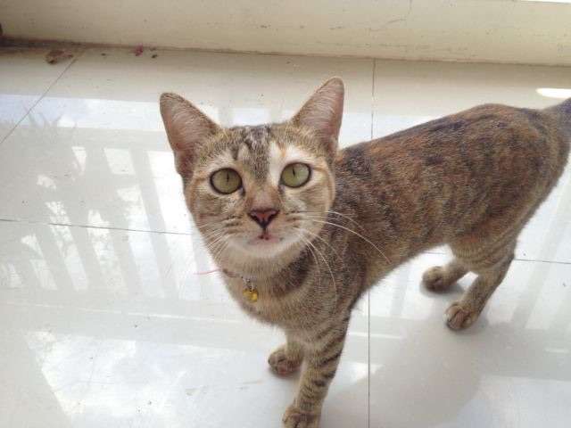 ガルちゃん猫カフェ☆2号店