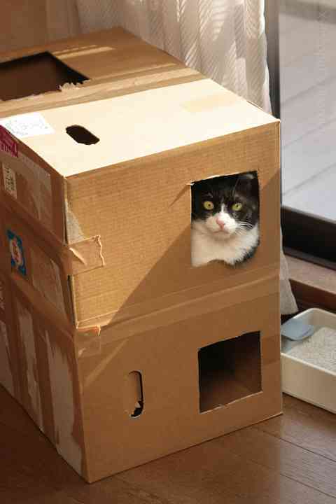 ガルちゃん猫カフェ☆2号店