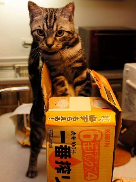 ガルちゃん猫カフェ☆2号店