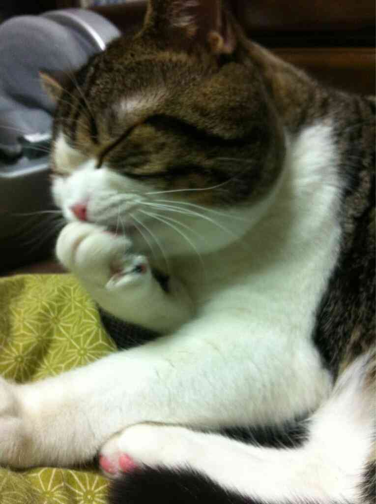 ガルちゃん猫カフェ☆2号店