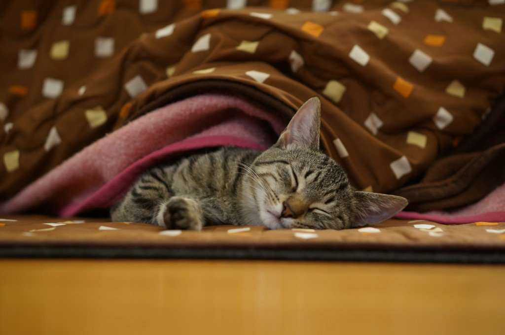 ガルちゃん猫カフェ☆2号店