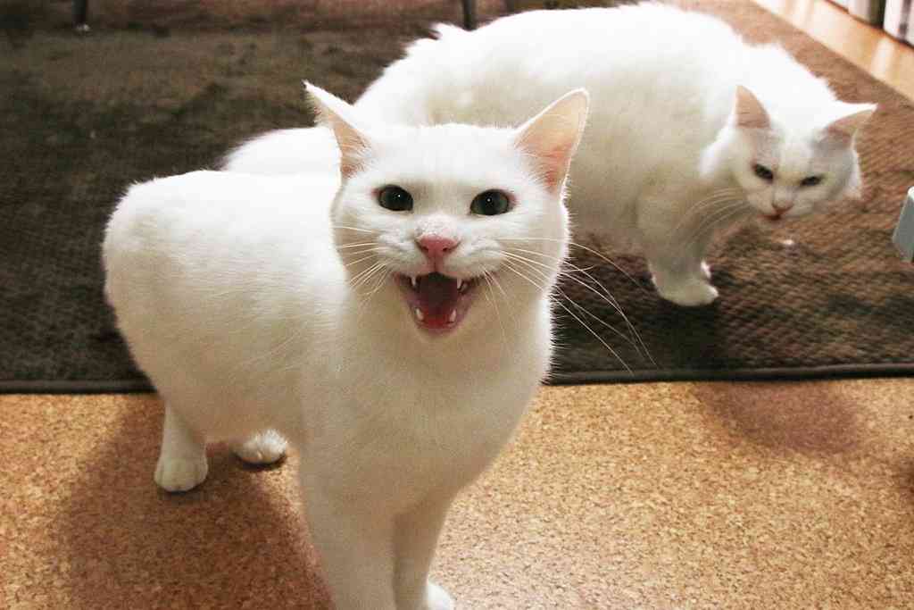 ガルちゃん猫カフェ☆2号店