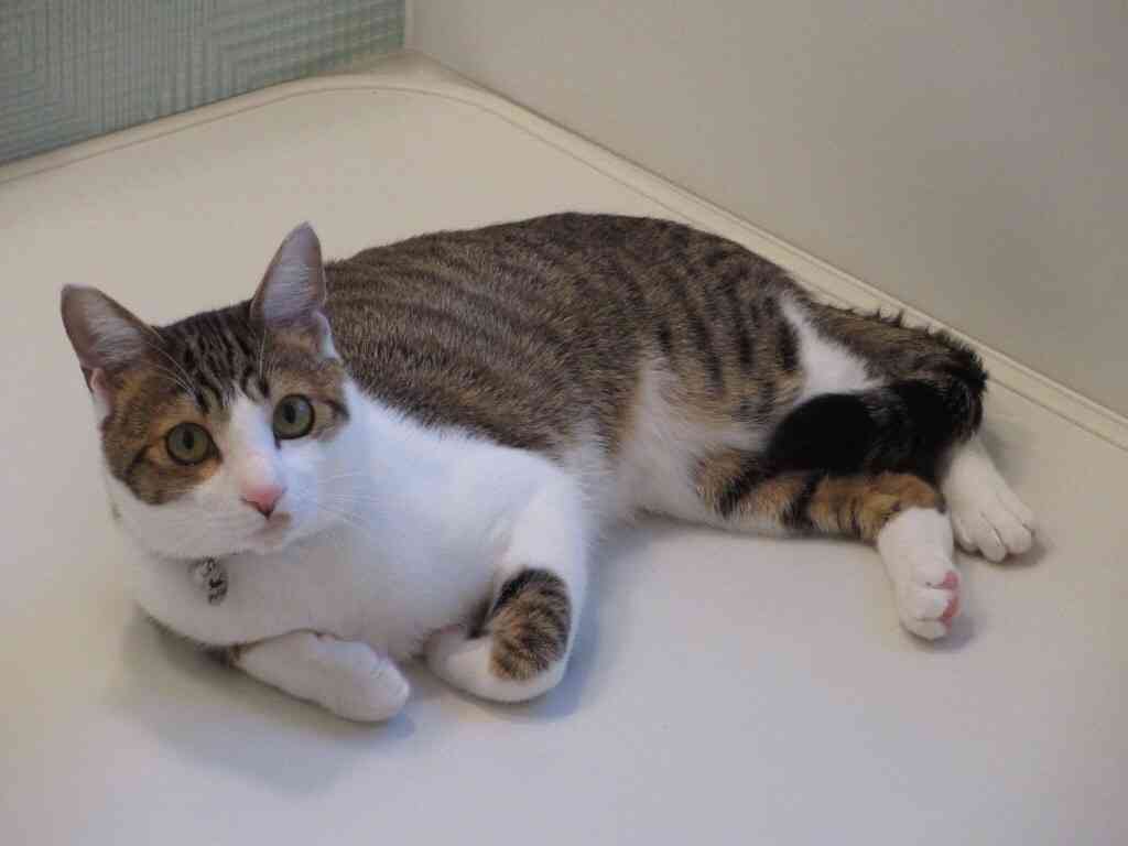 ガルちゃん猫カフェ☆2号店