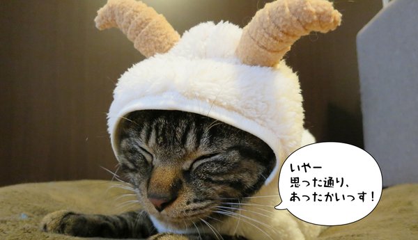 ガルちゃん猫カフェ☆2号店