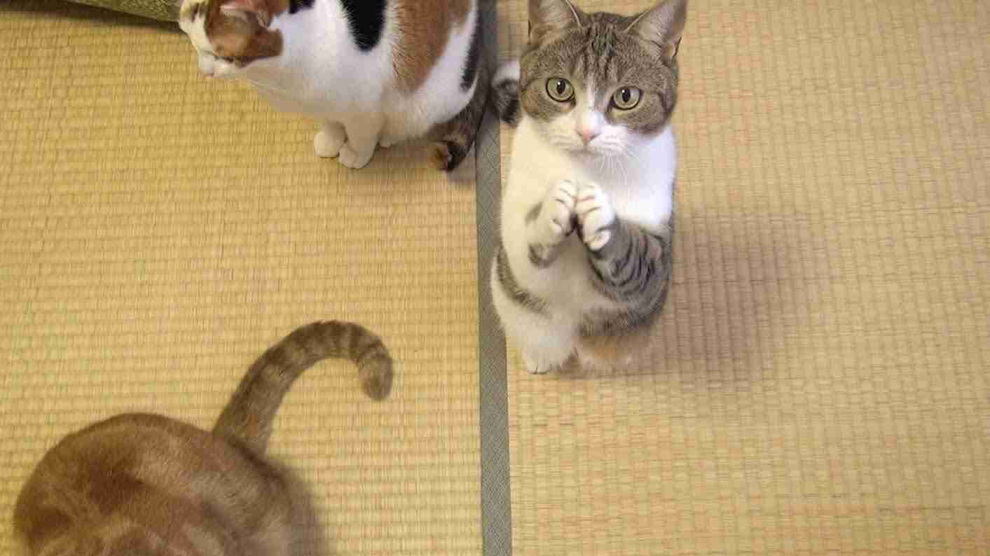 ガルちゃん猫カフェ☆2号店