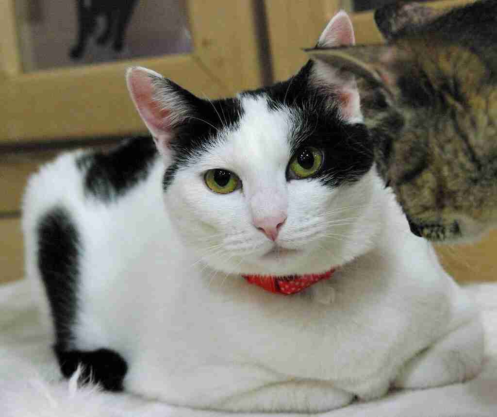 ガルちゃん猫カフェ☆2号店