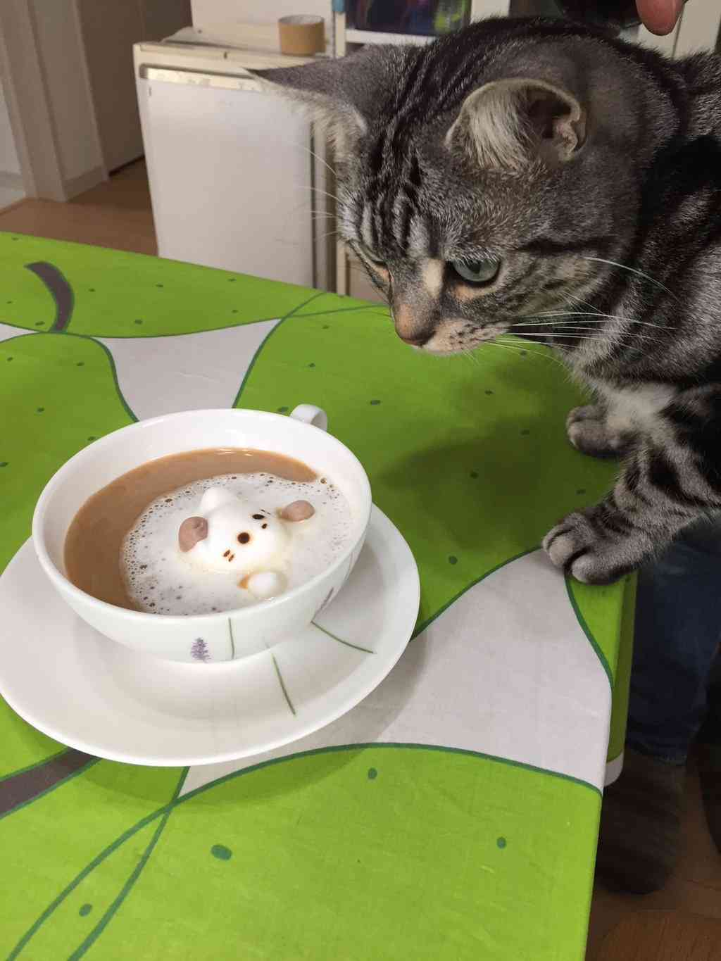 ガルちゃん猫カフェ☆2号店