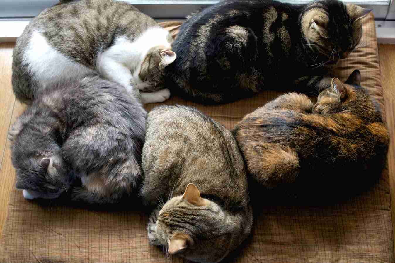 ガルちゃん猫カフェ☆2号店