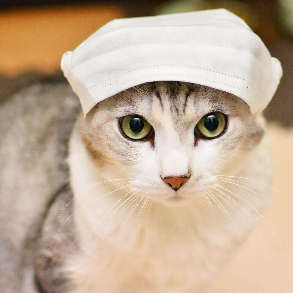 ガルちゃん猫カフェ☆2号店