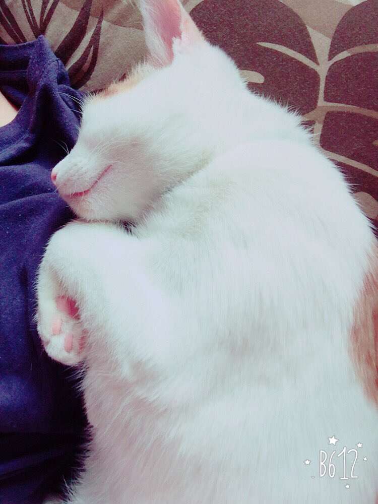 ガルちゃん猫カフェ☆2号店