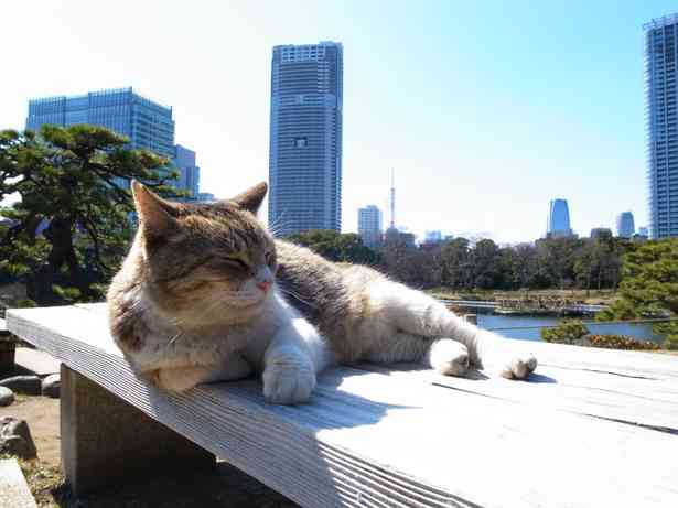 ガルちゃん猫カフェ☆2号店