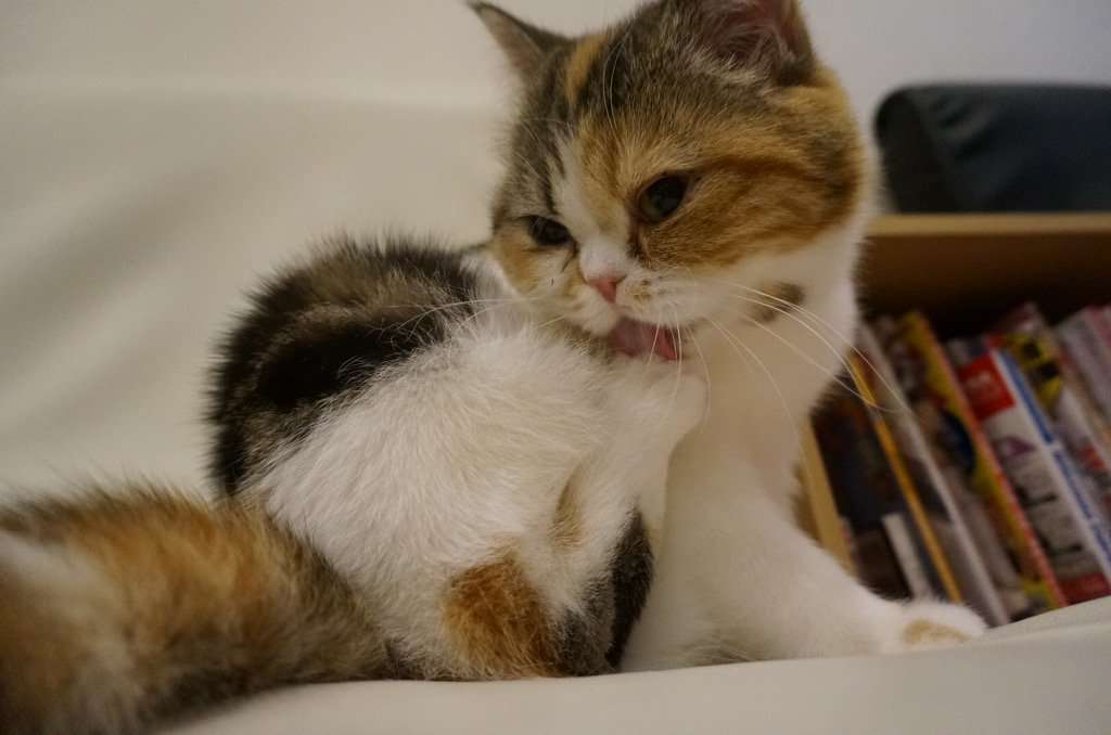 ガルちゃん猫カフェ☆2号店