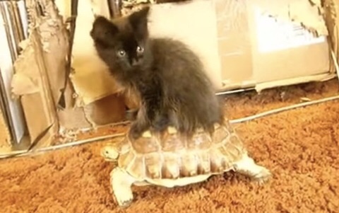 ガルちゃん猫カフェ☆2号店