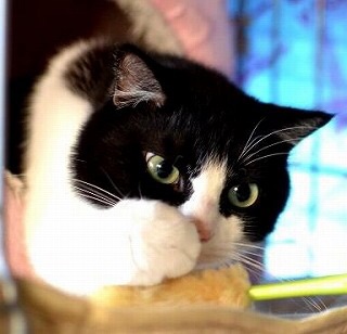 ガルちゃん猫カフェ☆2号店