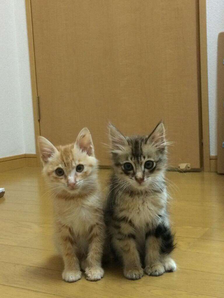 ガルちゃん猫カフェ☆2号店