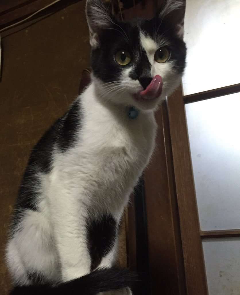 ガルちゃん猫カフェ☆2号店