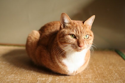ガルちゃん猫カフェ☆2号店
