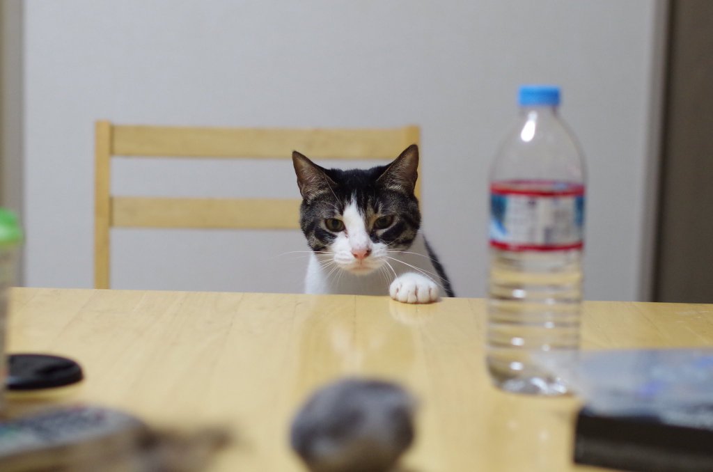 ガルちゃん猫カフェ☆2号店