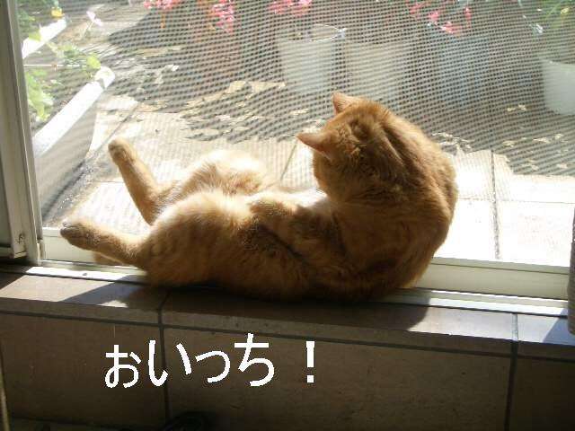 ガルちゃん猫カフェ☆2号店